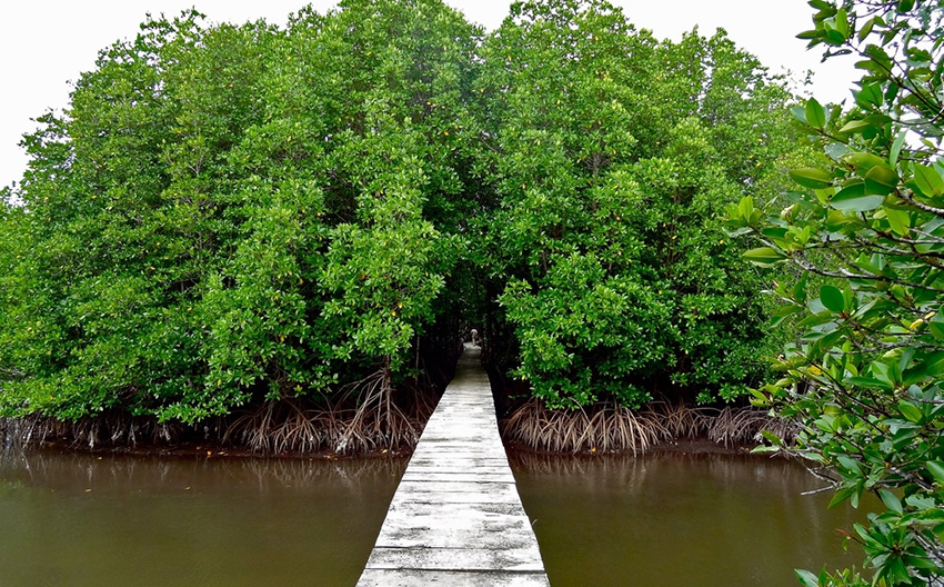 Peam Krasop  Mangrove Ecosystem