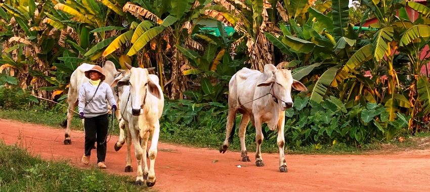 Siem Reap Cycling