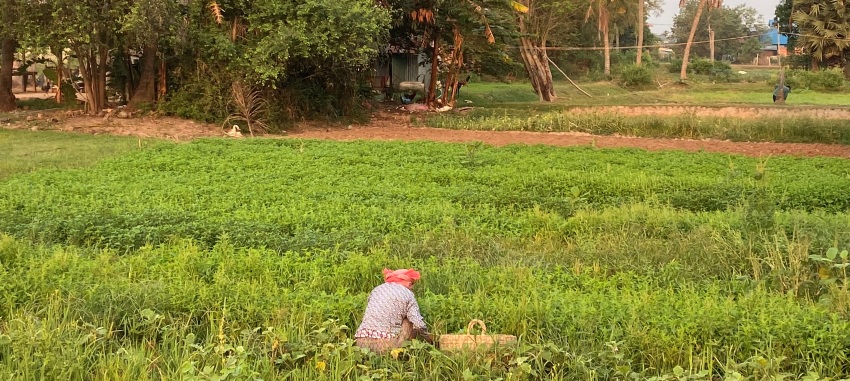 Siem Reap Cycling