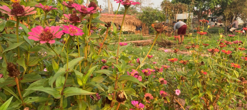 Siem Reap Cycling