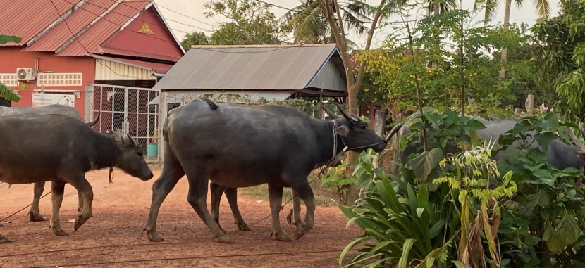 Siem Reap Cycling